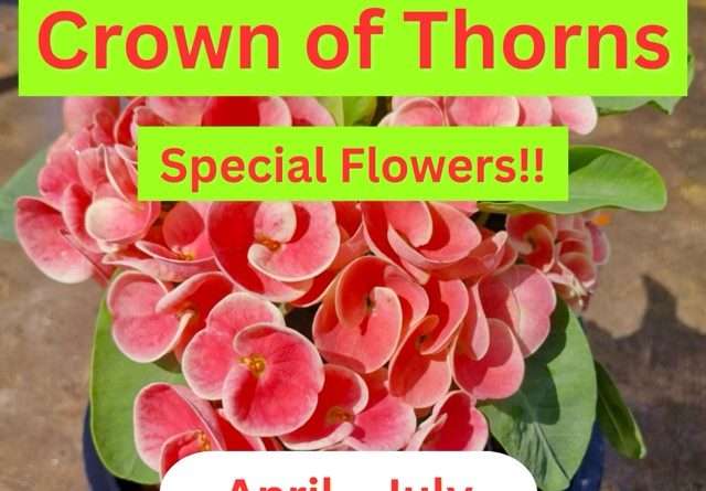 New Crown of Thorns flowers April 2026