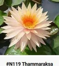 chrome
20-Jun-24 , 5:48:42 PM
Chrome Legacy Window
Water lily 'new hybrid and rare variety' - Google Chrome